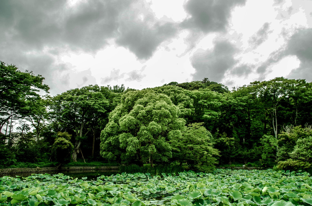 Green cloud