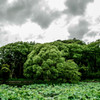 Green cloud