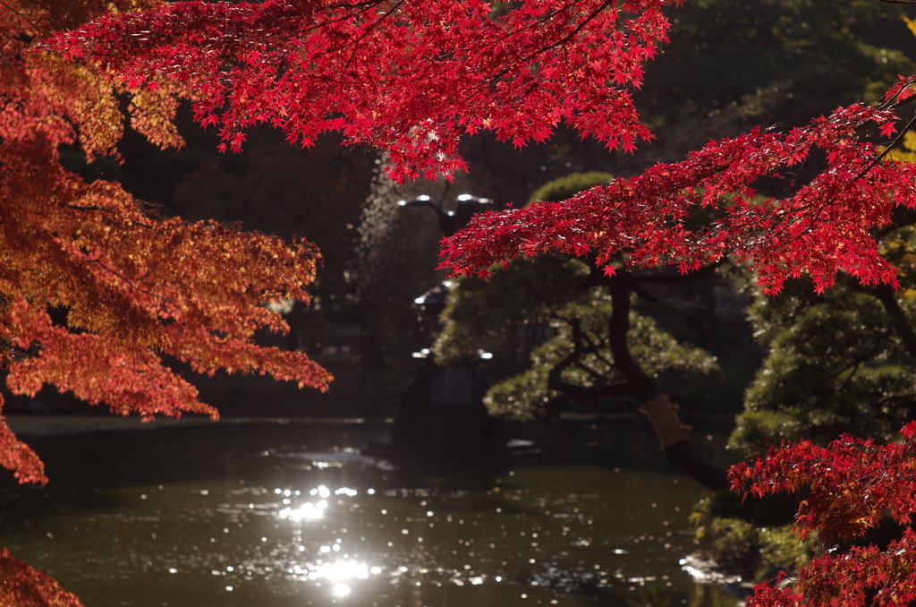 Hibiya  autumn 2