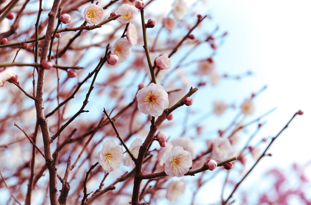 Sigh of pink