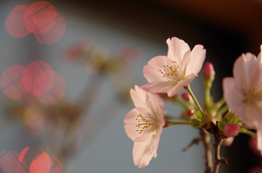 部屋の夜桜