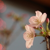 部屋の夜桜