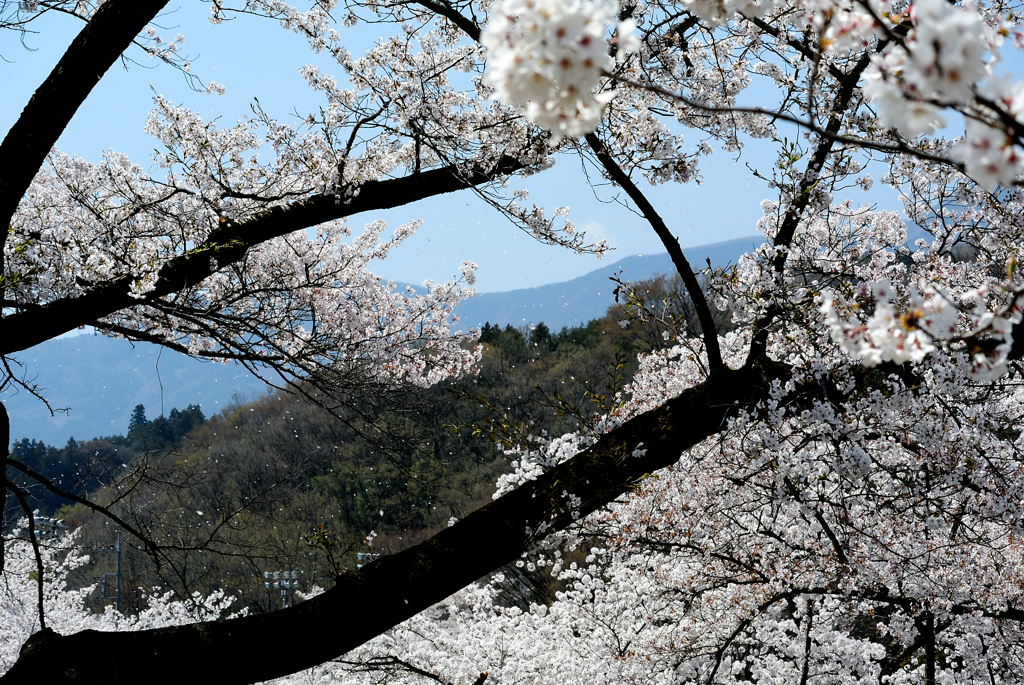 桜舞う