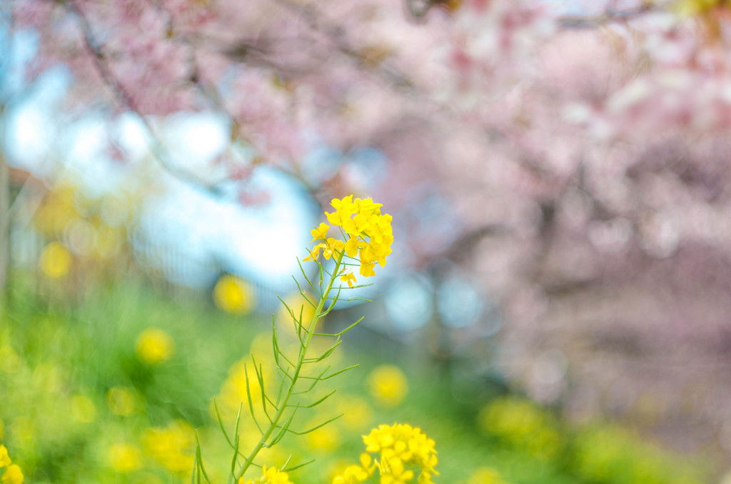 pink&yellow