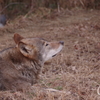寂しそうに啼いた