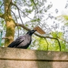 千本鳥居の住人②