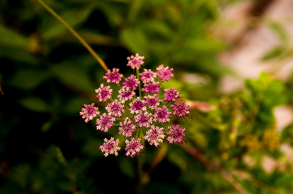 花火