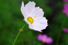 気持ちよさそうだったので