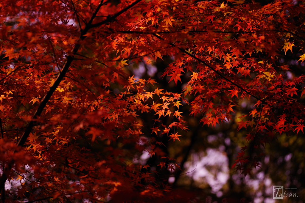 紅時雨