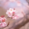 春、芽吹く