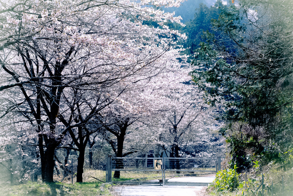 神の山千本桜