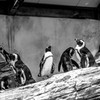 ペンギン愚連隊