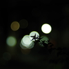 FA50mmお試し夜撮