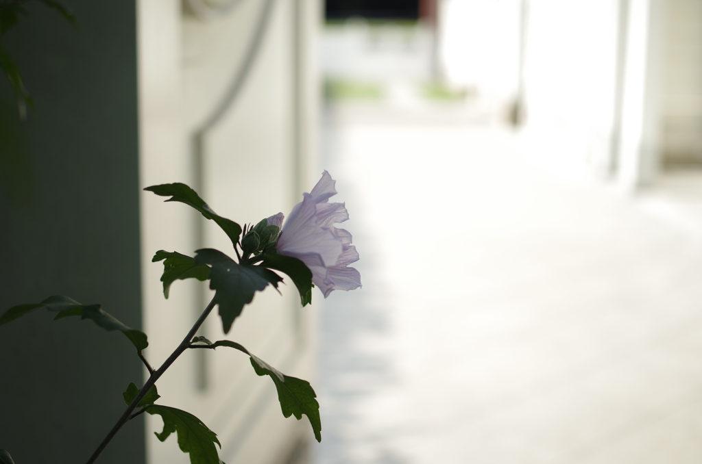 茶房の花