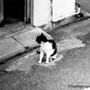 吾輩は猫②