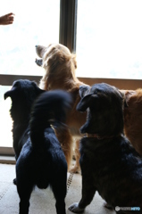 golden corgi ! 　oyako !!