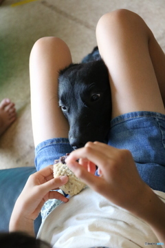 golden corgi !  tabetai !!