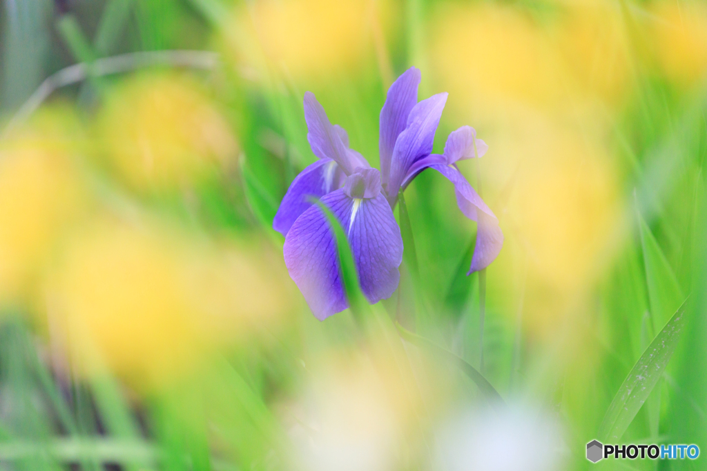 野花菖蒲