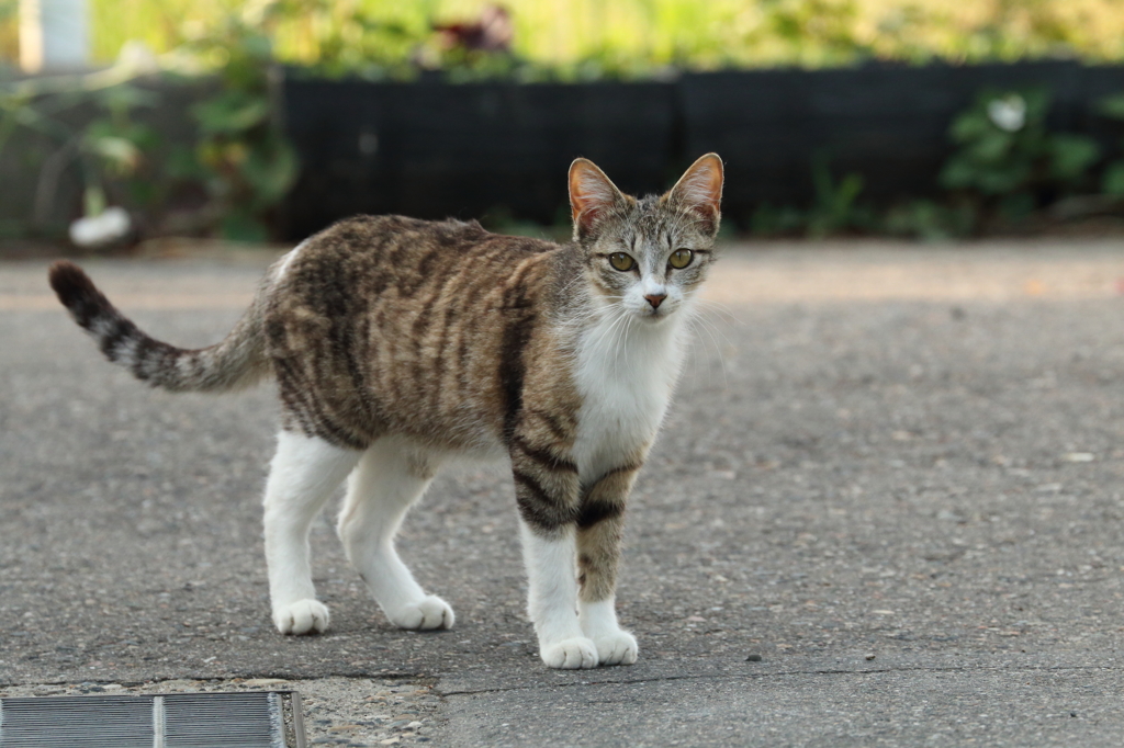 猫との遭遇
