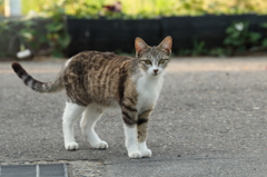 猫との遭遇