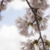 桜　ソフトフィルター風