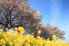 桜、菜の花
