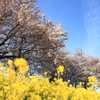 桜、菜の花