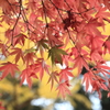 碧一点