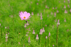 秋桜　其の二