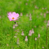秋桜　其の二