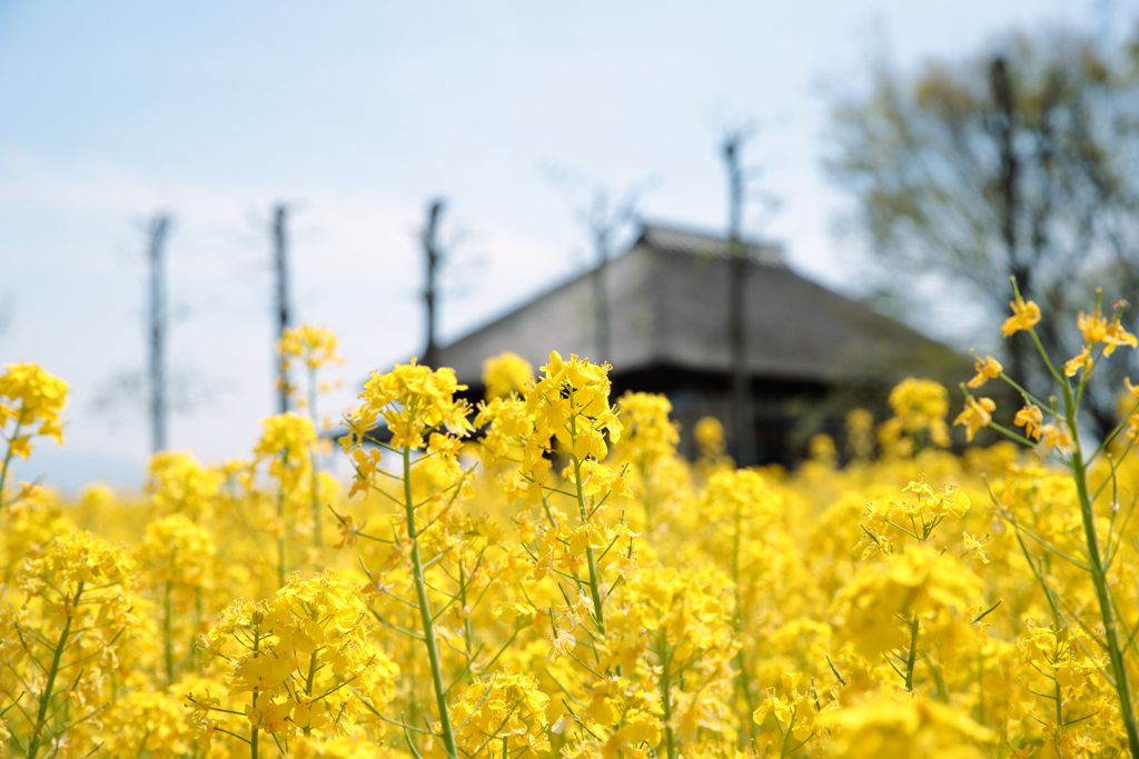 一面菜の花