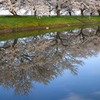 桜並木(偽)