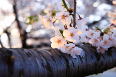 朝日桜