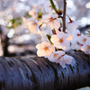 朝日桜