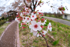 桜、迫る