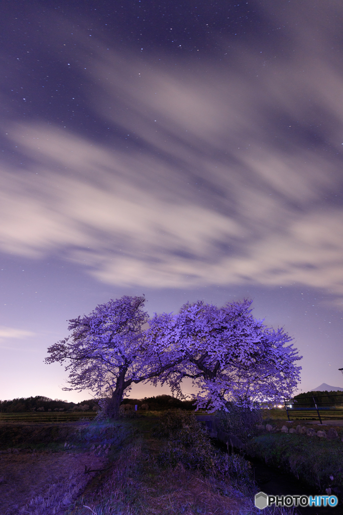 布目の夫婦桜