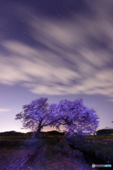 布目の夫婦桜