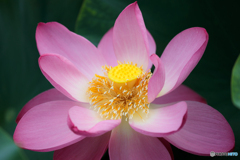 蓮華