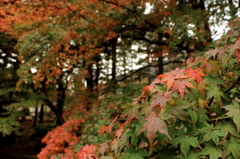 紅葉