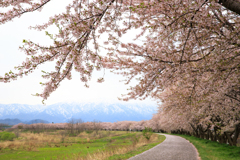 桜堤