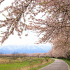 桜堤