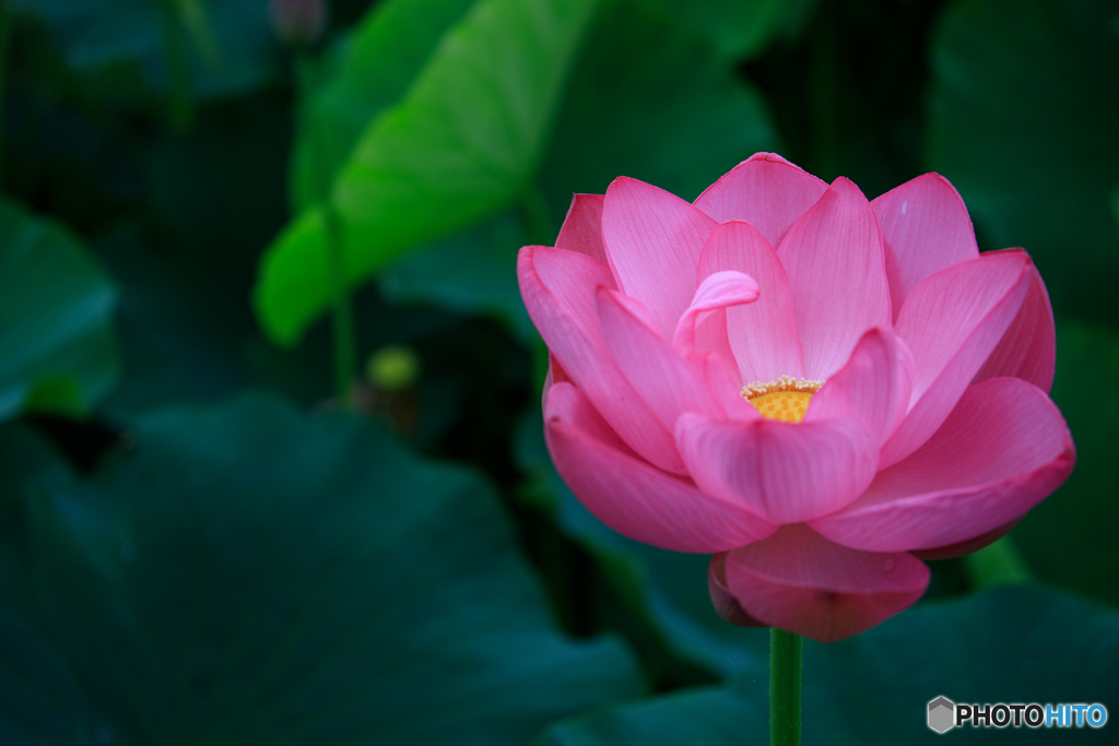 蓮花