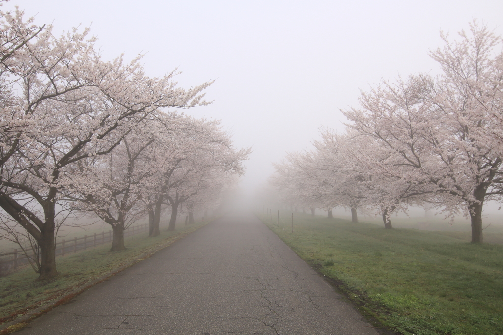 桜並木