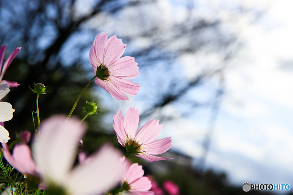 透きとおる花びら