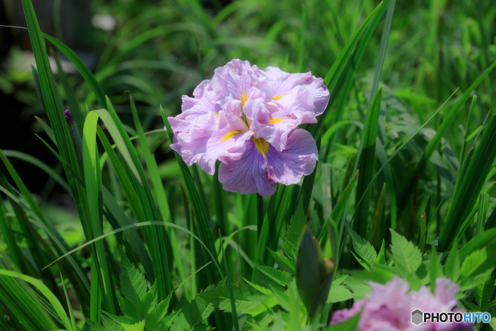 八重に広がる花弁