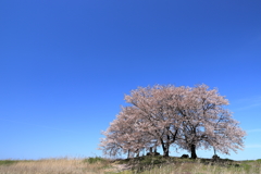 憩いの桜