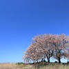 憩いの桜