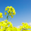 菜の花を見上げて