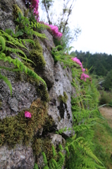 芝桜　一輪