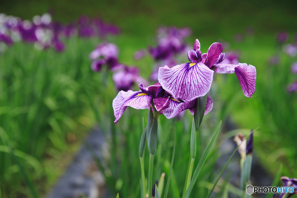 花菖蒲